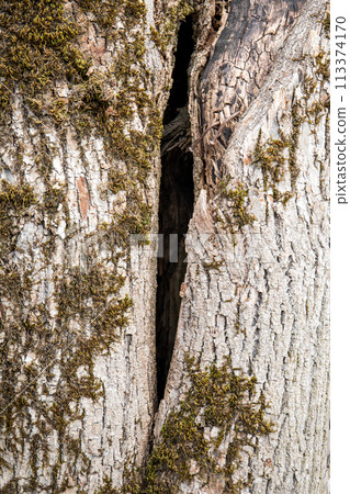 An old tree trunk overgrown with moss An old tree trunk overgrown with moss 113374170
