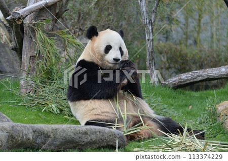 Yuihin eating bamboo deliciously Yuihin eating bamboo deliciously 113374229