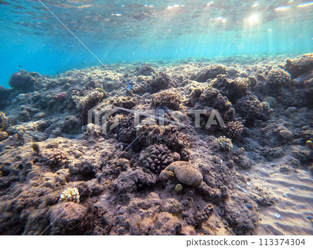 Bluespotted cornet fish, smooth cornet fish or smooth flutemouth at coral reef.. Bluespotted cornet fish, smooth cornet fish or smooth flutemouth at coral reef.. 113374304
