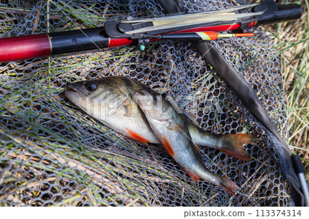 Common perch or European perch (Perca Fluviatilis) with float rod on black fishing net.. Common perch or European perch (Perca Fluviatilis) with float rod on black fishing net.. 113374314
