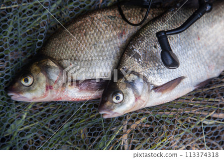 Two big freshwater common bream commonly known as Abramis Brama and fishing rod with reel on black fishing net.. Two big freshwater common bream commonly known as Abramis Brama and fishing rod with reel on black fishing net.. 113374318