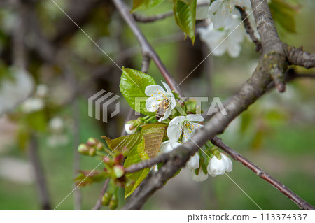 Close up view of working honeybee on white flower of sweet cherry tree. Collecting pollen and nectar to make sweet honey. 113374337