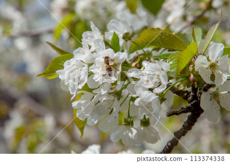 Close up view of working honeybee on white flower of sweet cherry tree. Collecting pollen and nectar to make sweet honey. 113374338