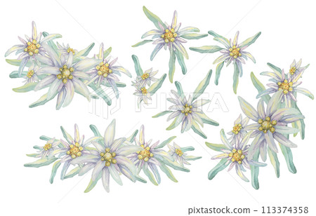 Edelweiss clipart set. Watercolor illustration of flowers and leaves. Leontopodium nivale hand drawn artwork isolated on white background. Design for printing, cards, apparel, stickers, wall art 113374358