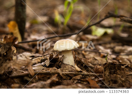 Single Boletus mushroom in the wild. Porcini mushroom grows on the forest floor at autumn season.. 113374363
