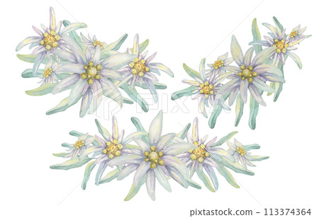 Edelweiss clipart set. Watercolor illustration of wildflowers and leaves. Leontopodium nivale hand drawn artwork isolated on white background. Design for printing, cards, apparel, stickers, wall art 113374364
