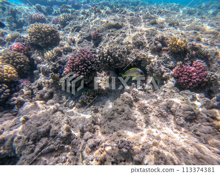 Blackspotted rubberlip fish or plectorhinchus gaterinus at coral reef.. Blackspotted rubberlip fish or plectorhinchus gaterinus at coral reef.. 113374381