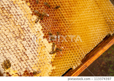 Working bees on the yellow honeycomb with sweet honey.. 113374397