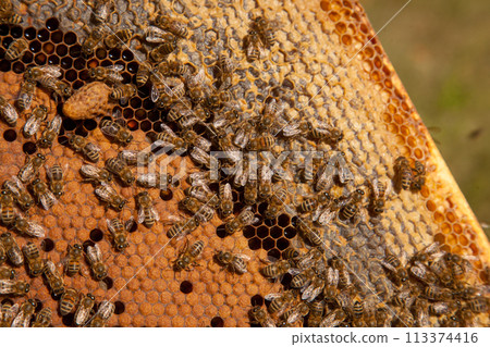 Open hive showing the bees swarming on a honeycomb and big cell with young bee queen.. 113374416