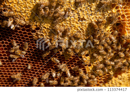 Working bees on the brown honeycomb with sweet honey.. Working bees on the brown honeycomb with sweet honey.. 113374417