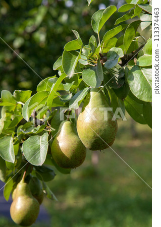 Shiny delicious pears hanging from a tree branch in the orchard.. 113374463