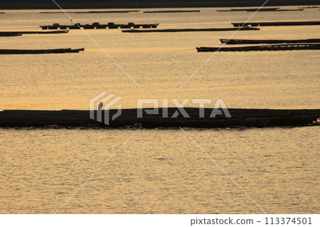 Summer evening scenery in Setouchi: Oyster rafts line the sea at sunset 113374501