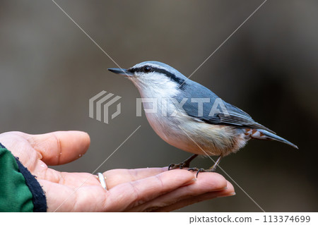 手邊的五子雀 113374699