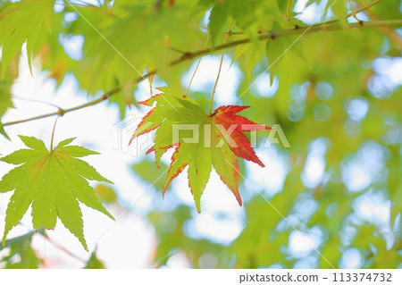 Color change of Japanese maple leaves 113374732