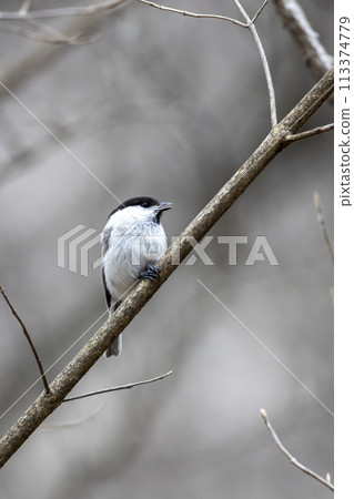 Bird watching Kogara Bird watching Kogara 113374779