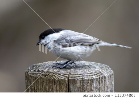 Bird watching Kogara Bird watching Kogara 113374805