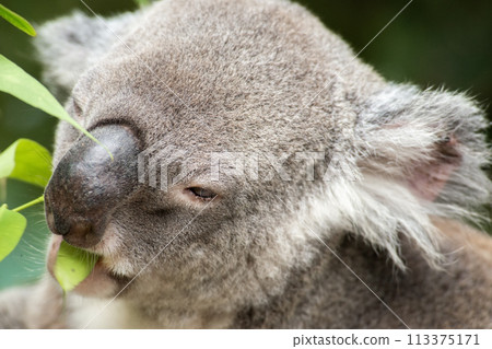 Australian Koala 113375171