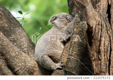 Australian Koala 113375172