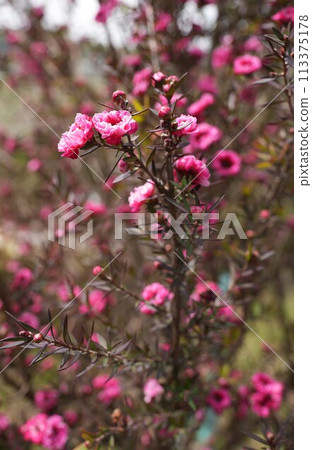 Close-up of Leptosperm 113375178