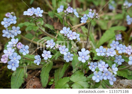 A cluster of Yamarurisou flowers 113375186