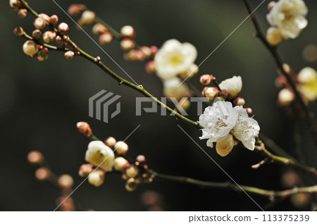 Plum blossoms and buds with beautiful white flowers called Jade Peony 113375239
