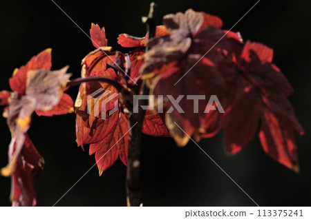 Autumn leaves 113375241