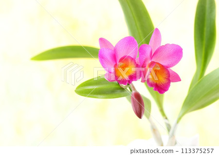 粉紅色的卡特蘭懷諾特在明亮的背景下行走 粉紅色的卡特蘭懷諾特在明亮的背景下行走 113375257