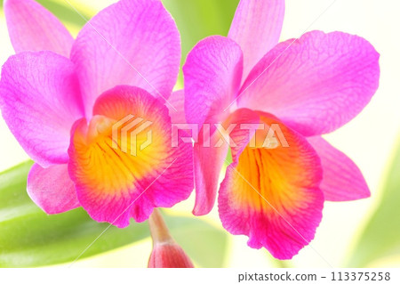 Pink Cattleya Wynotwalk Light Background Pink Cattleya Wynotwalk Light Background 113375258