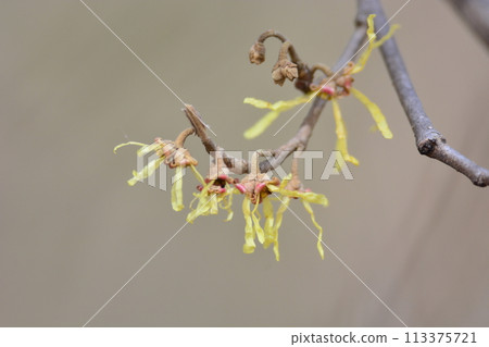 Witch hazel flower Witch hazel flower 113375721
