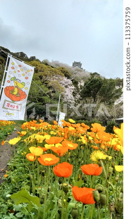 Flowers and castle 113375759