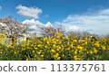 Cherry blossoms and rape blossoms 113375761