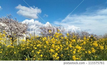 櫻花和油菜花 113375761