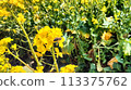 Rape blossoms and bees 113375762