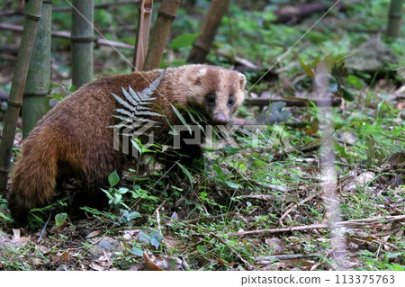 Badger Badger 113375763