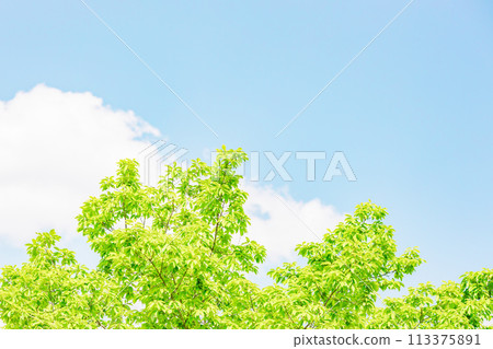 Vivid fresh green | Blue sky background 113375891