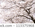 櫻花樹遍布各處 113375968