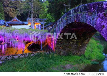 Wisteria trellis in full bloom and Nishisamuda Shrine (illuminated, Oita City) 113375991