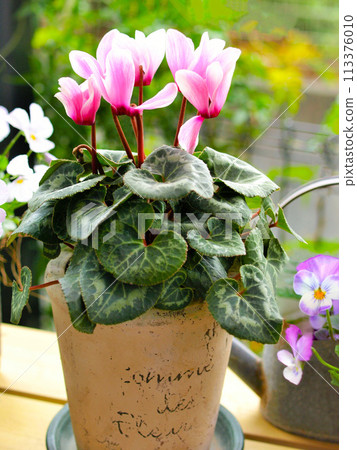 盆栽粉紅仙客來、粉紅花園仙客來、盆栽迷你仙客來 113376010