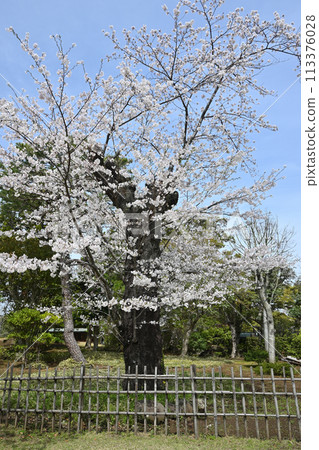 土佐田丘歷史公園(千葉縣松戶市)、櫻花 土佐田丘歷史公園(千葉縣松戶市)、櫻花 113376028