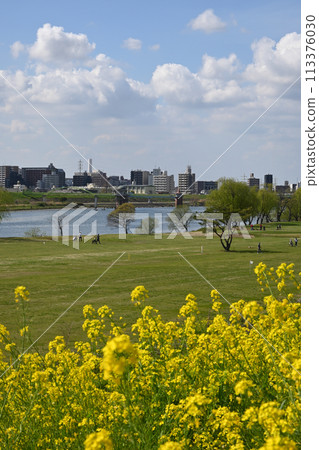 春天的江戶堤防(千葉縣松戶市) 春天的江戶堤防(千葉縣松戶市) 113376030