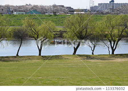 Spring at Edogawa River bank (Matsudo City, Chiba Prefecture), Yagiri Ferry Spring at Edogawa River bank (Matsudo City, Chiba Prefecture), Yagiri Ferry 113376032
