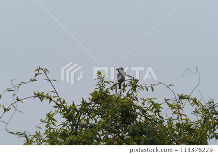 Sparrow Sparrow 113376229