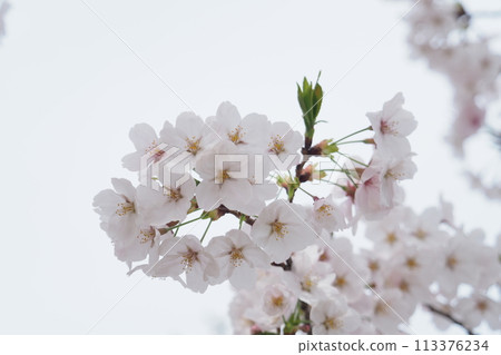 仰望盛開的吉野櫻 113376234