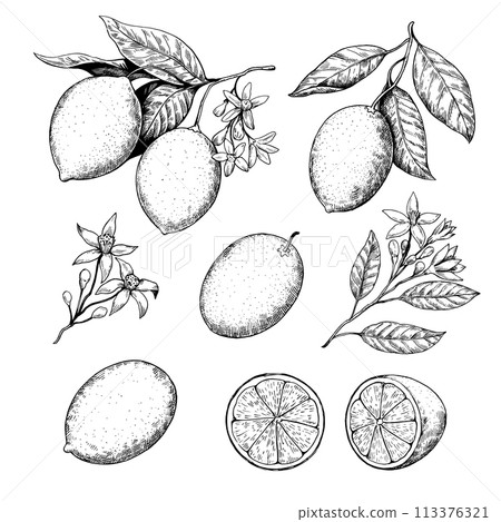 Lemon branches with fruits and flowers drawing in retro engrawing style. Black and white vector illustration. Lemon branches with fruits and flowers drawing in retro engrawing style. Black and white vector illustration. 113376321