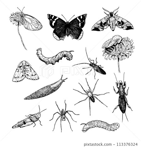 Insects, spiders and snail hand-drawn illustration in engraving style. Big set of invertebrate, ink illustrations. Vector isolated elements. Insects, spiders and snail hand-drawn illustration in engraving style. Big set of invertebrate, ink illustrations. Vector isolated elements. 113376324