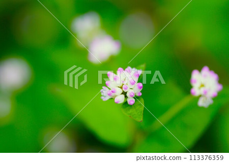 Autumn flowers, small water hyacinth flowers blooming in the marsh Autumn flowers, small water hyacinth flowers blooming in the marsh 113376359