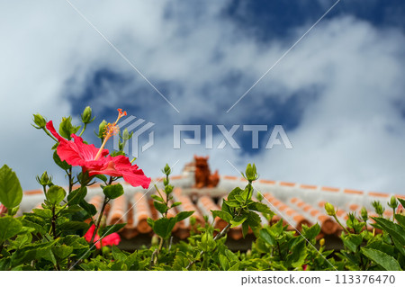 Okinawa: Blue sky, red hibiscus and shisa Okinawa: Blue sky, red hibiscus and shisa 113376470