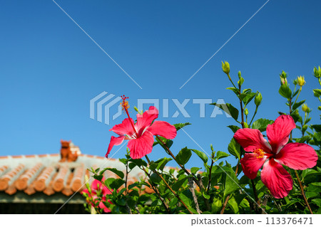 Okinawa: Blue sky, red hibiscus and shisa Okinawa: Blue sky, red hibiscus and shisa 113376471