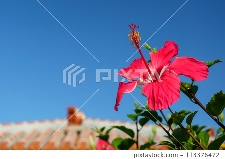 Okinawa: Blue sky, red hibiscus and shisa Okinawa: Blue sky, red hibiscus and shisa 113376472