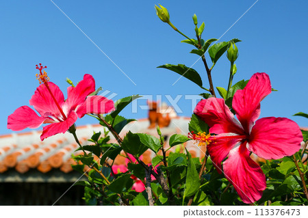 沖繩藍天、紅芙蓉和水獅 113376473